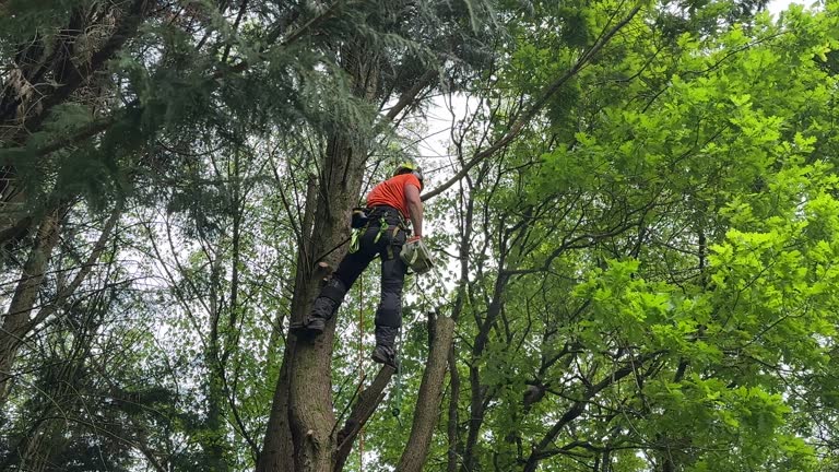 Best Tree Health Inspection  in Brandermill, VA